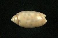 藏品(寶島榧螺)的圖片